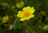 Potentilla caucasica