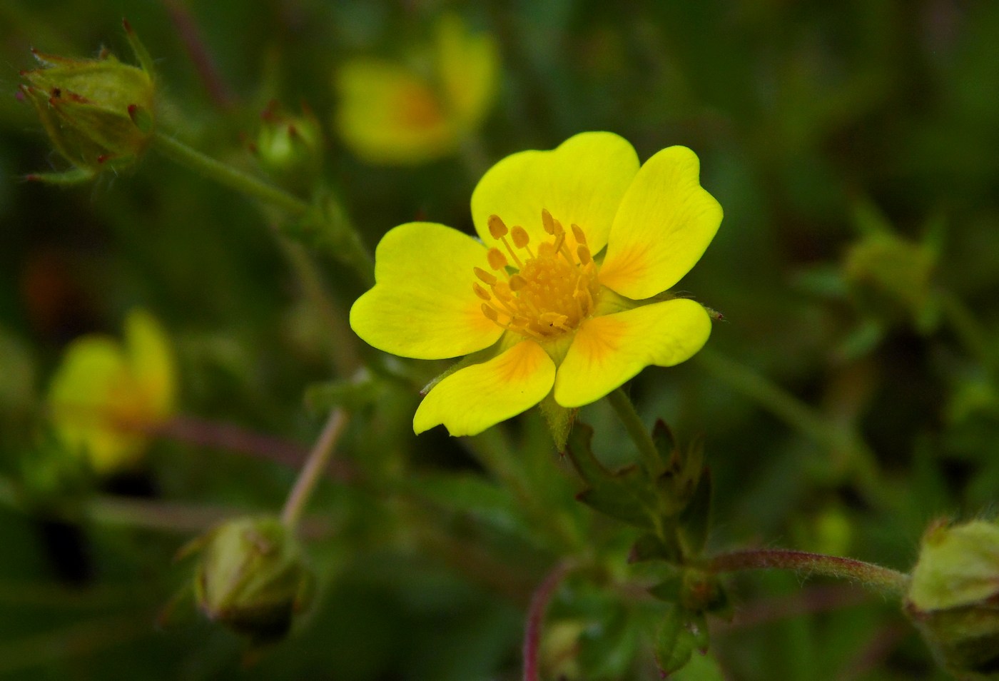 Изображение особи Potentilla caucasica.