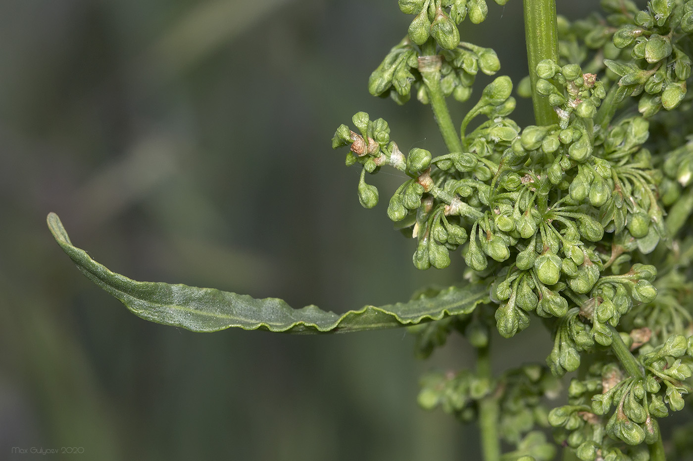 Изображение особи род Rumex.