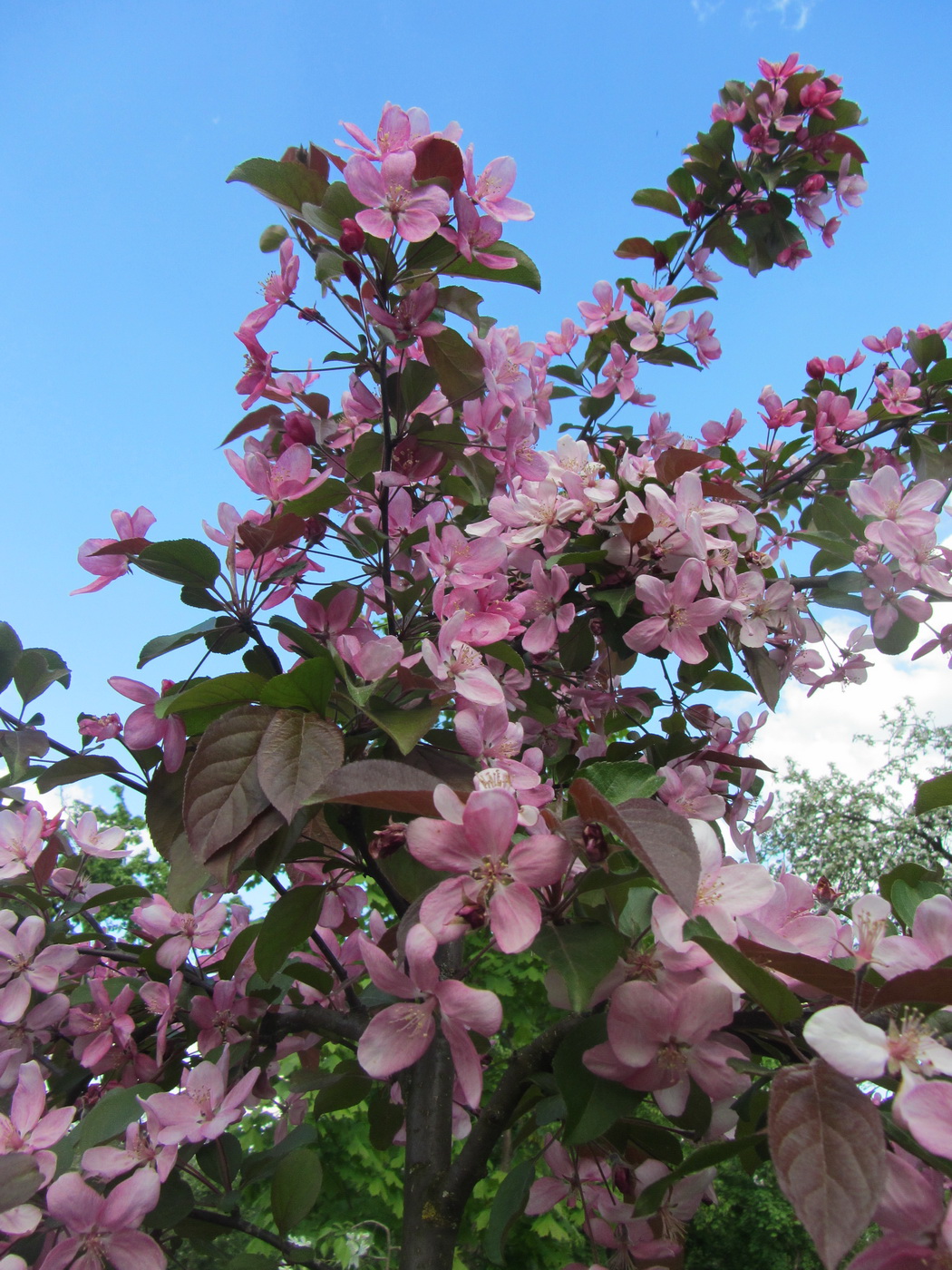 Image of Malus &times; purpurea specimen.