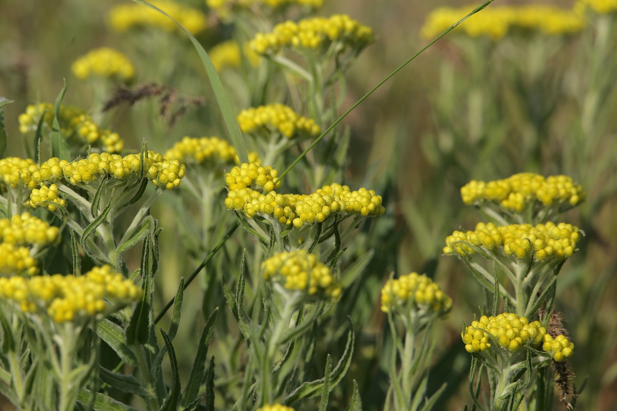 Image of Helichrysum maracandicum specimen.