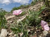 Convolvulus cantabrica