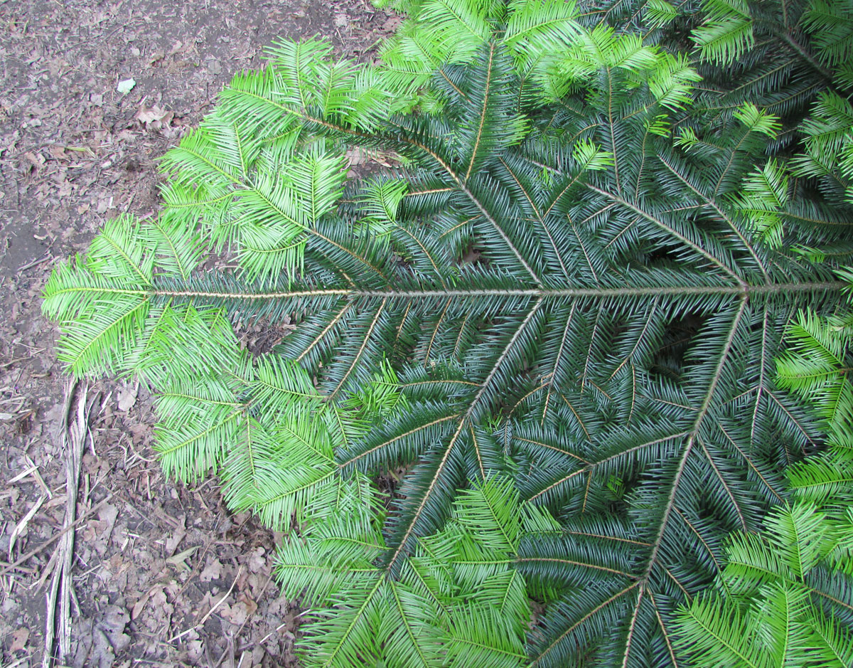 Image of Abies grandis specimen.