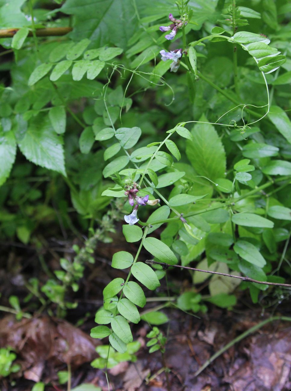 Image of Vicia sepium specimen.