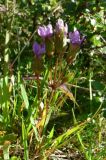 Gentianella campestris