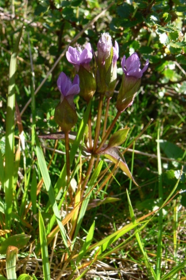 Image of Gentianella campestris specimen.