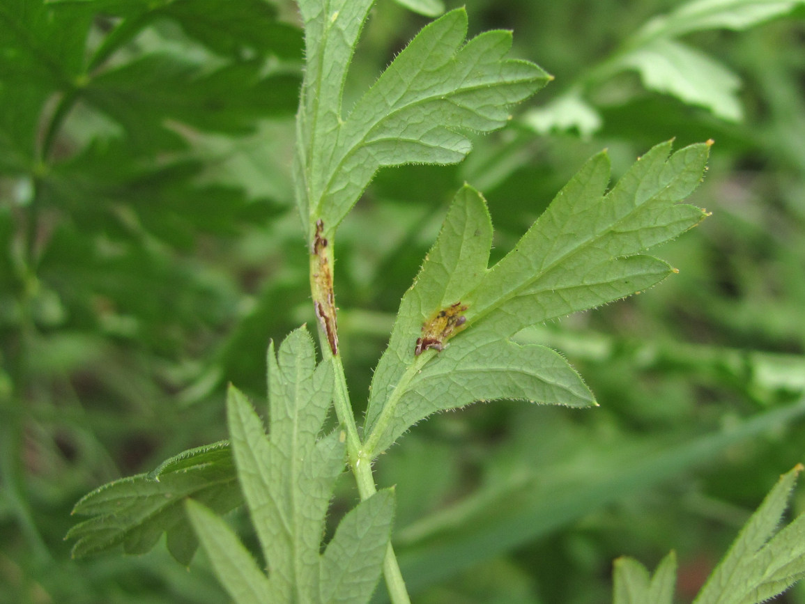 Image of Seseli libanotis specimen.