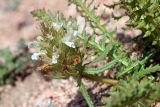 Pedicularis olgae