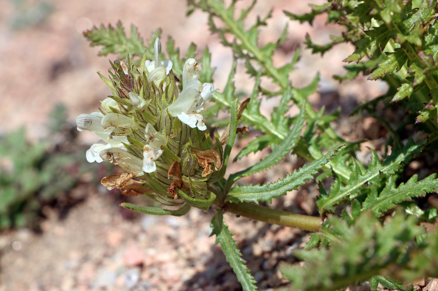 Image of Pedicularis olgae specimen.