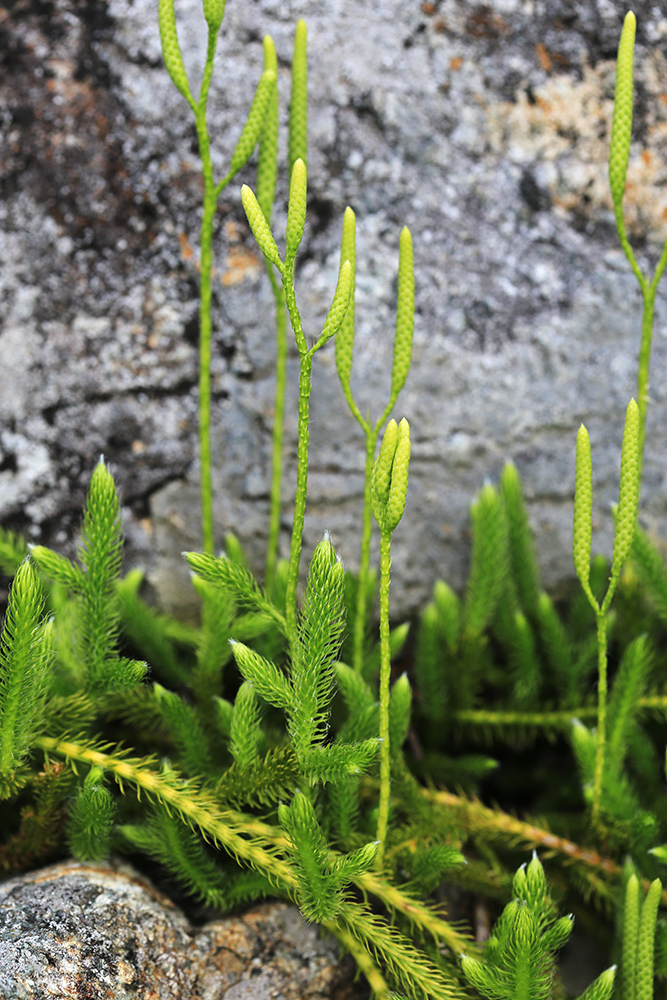 Image of Lycopodium clavatum specimen.