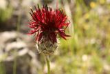 Centaurea immanuelis-loewii