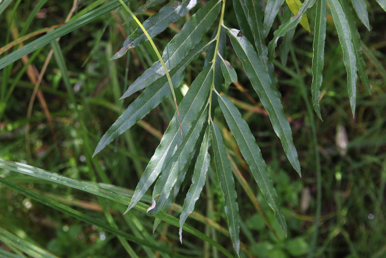 Image of Salix viminalis specimen.