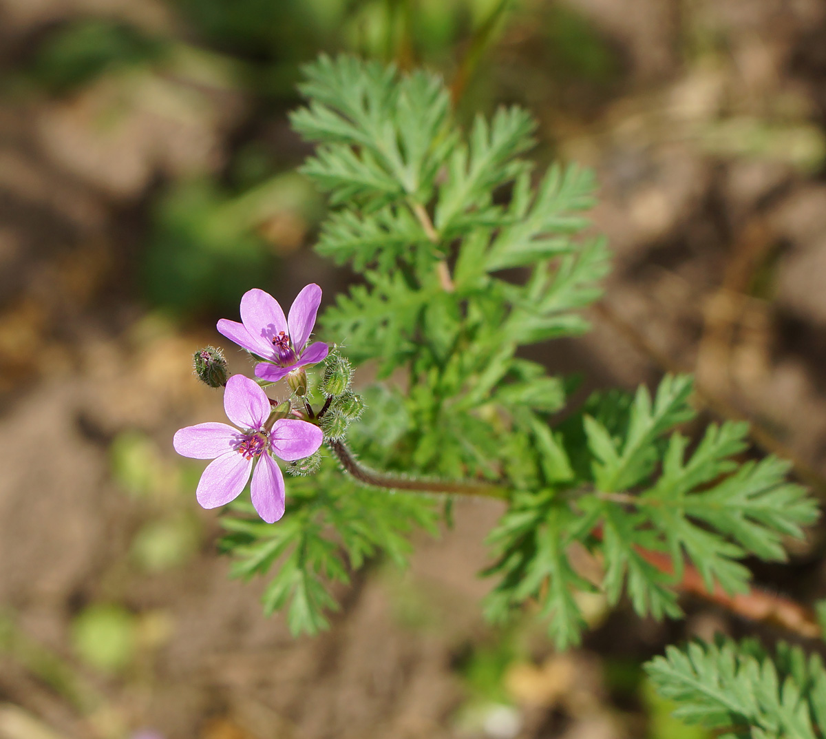 Изображение особи Erodium cicutarium.