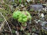 Artemisia borealis