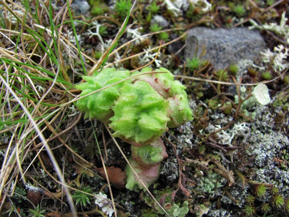 Image of Artemisia borealis specimen.