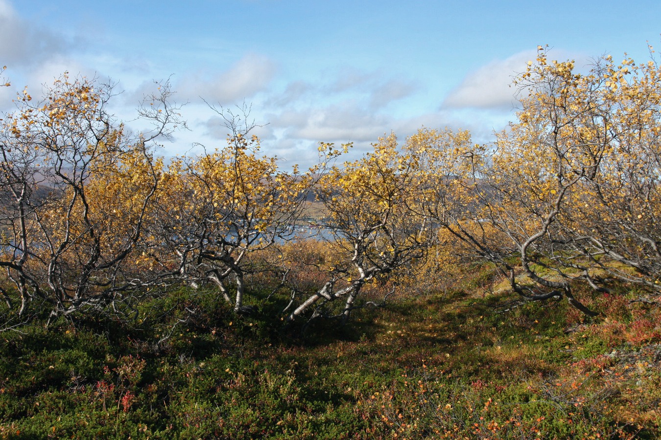 Изображение особи Betula czerepanovii.