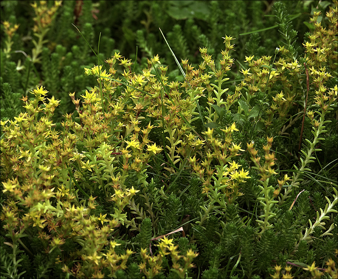 Изображение особи Sedum sexangulare.
