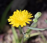 Sonchus tenerrimus