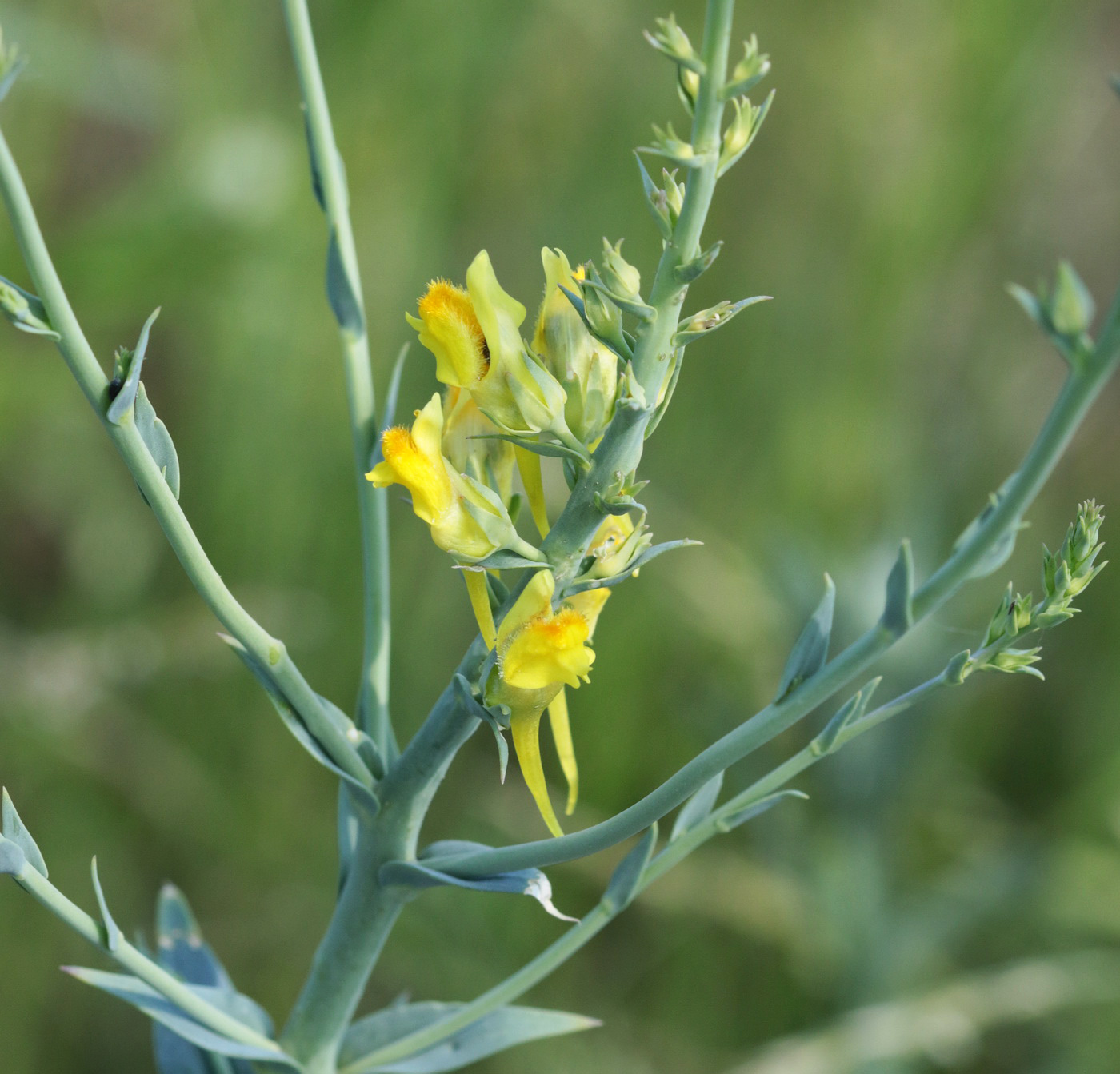 Image of Linaria genistifolia specimen.