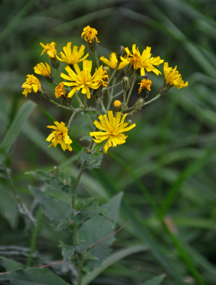 Изображение особи Hieracium krylovii.