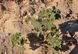 Xanthium orientale