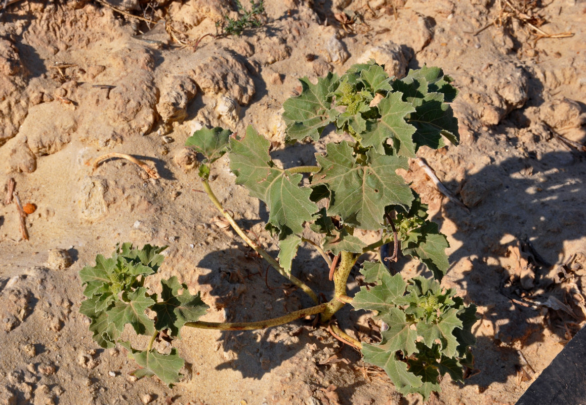 Image of Xanthium orientale specimen.