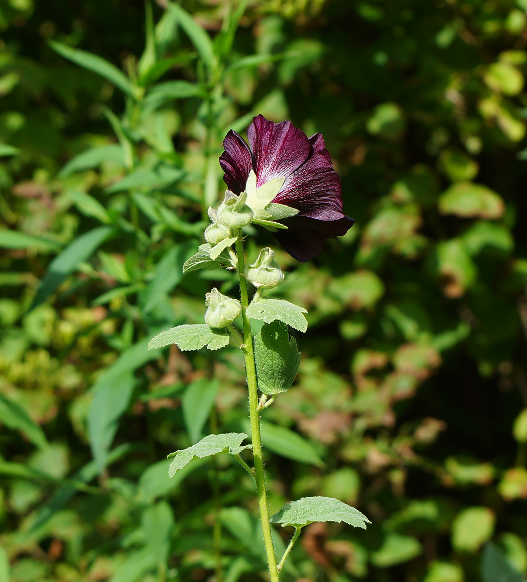 Image of Alcea rosea specimen.