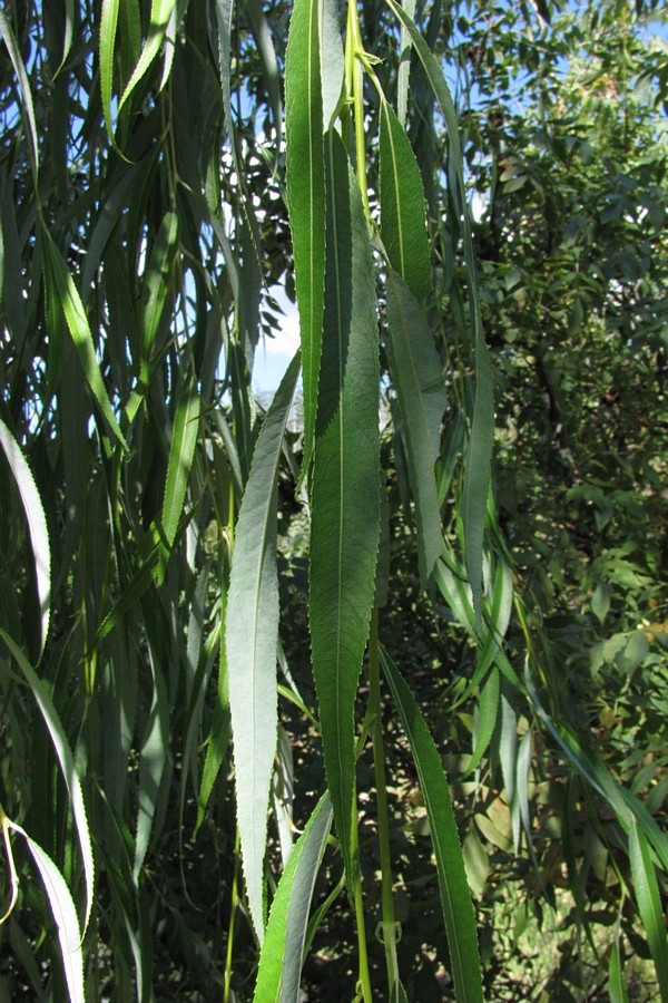 Изображение особи Salix babylonica.