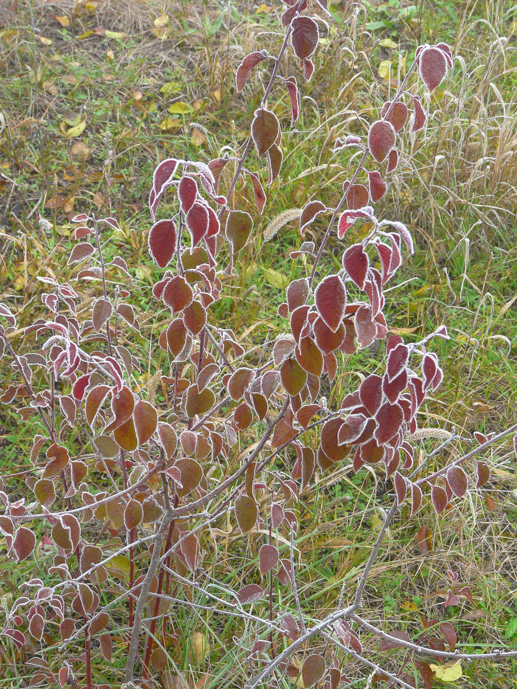 Image of Prunus cerasifera specimen.