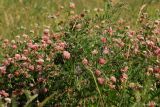 Trifolium hybridum