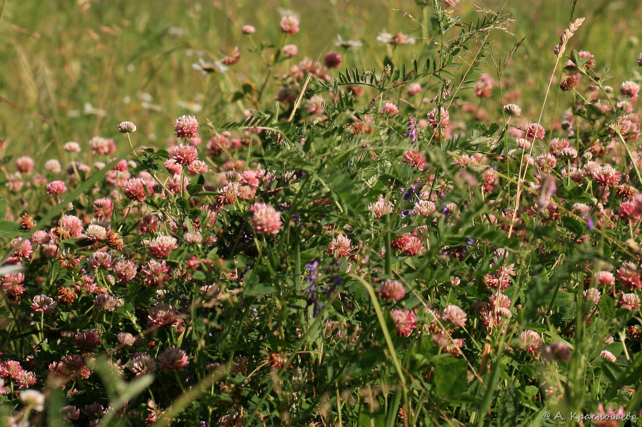 Изображение особи Trifolium hybridum.