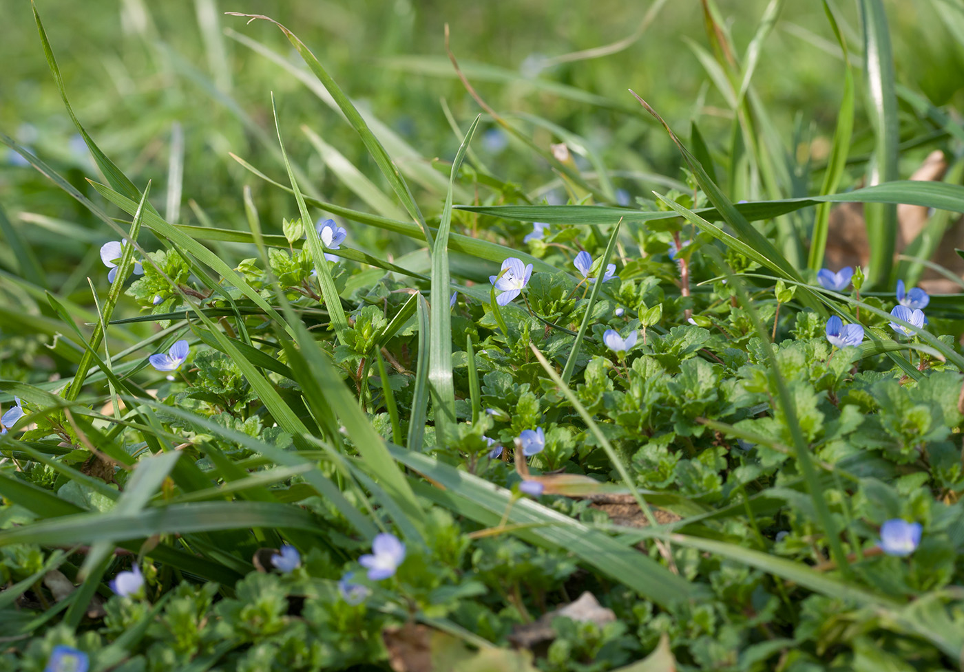 Image of Veronica persica specimen.