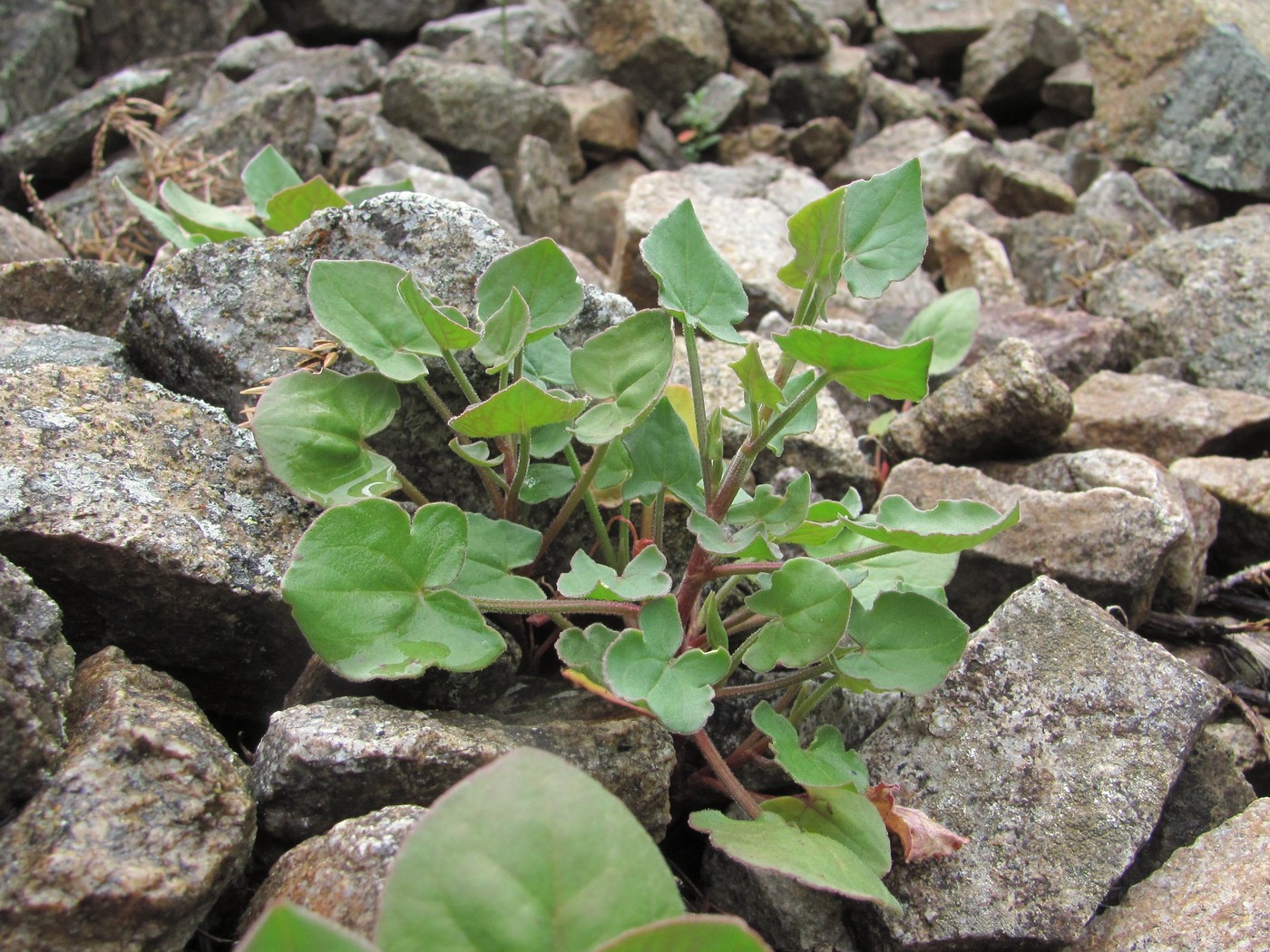 Изображение особи Rumex hastifolius.