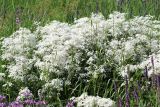 Clematis lathyrifolia