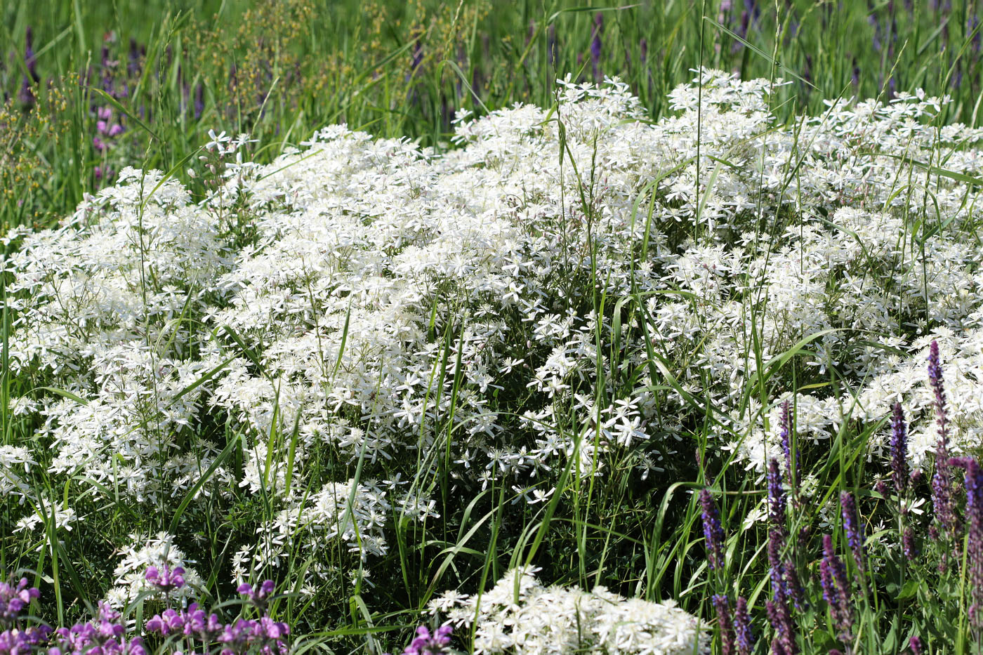 Image of Clematis lathyrifolia specimen.