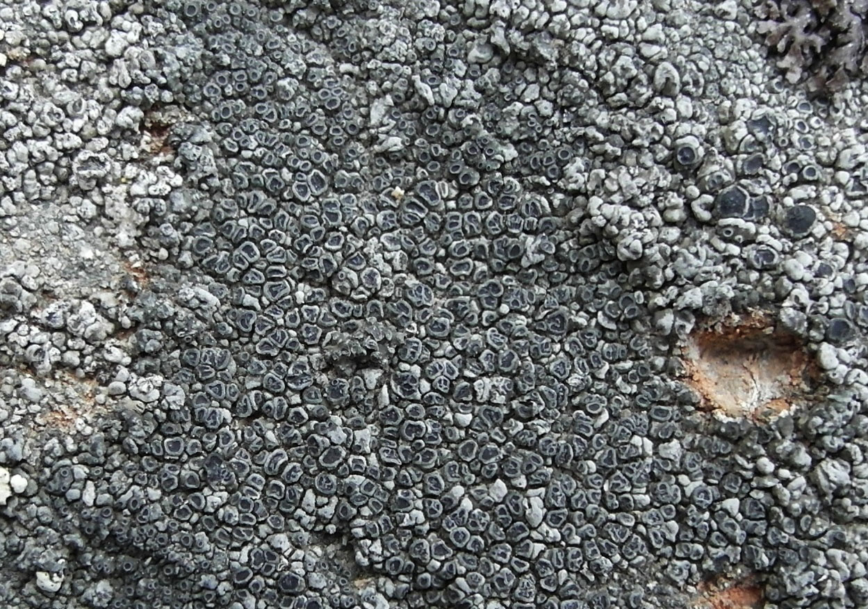 Image of Aspicilia cinerea specimen.