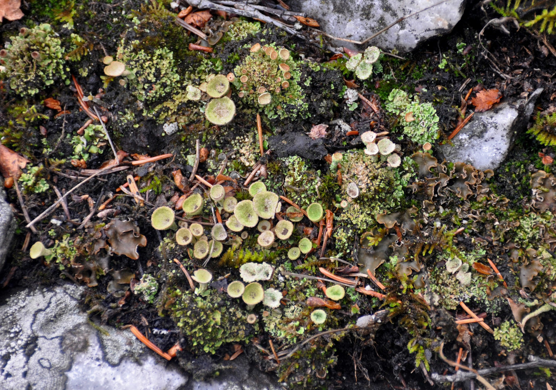 Изображение особи род Cladonia.