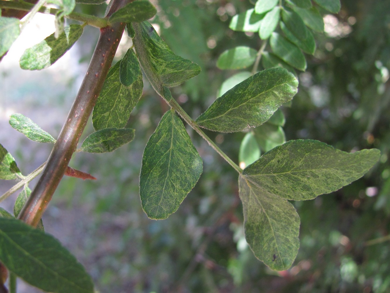 Изображение особи Gleditsia triacanthos.