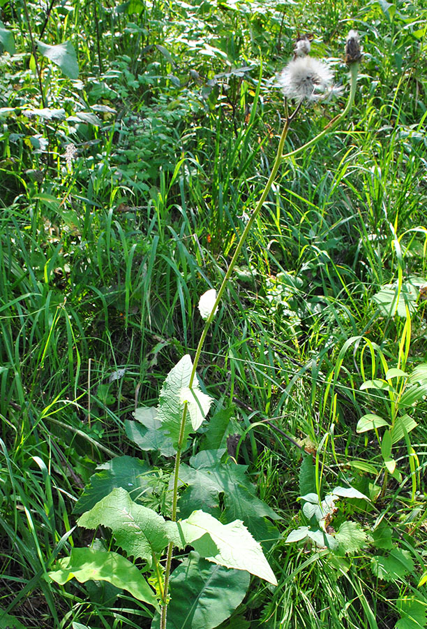 Image of Crepis sibirica specimen.