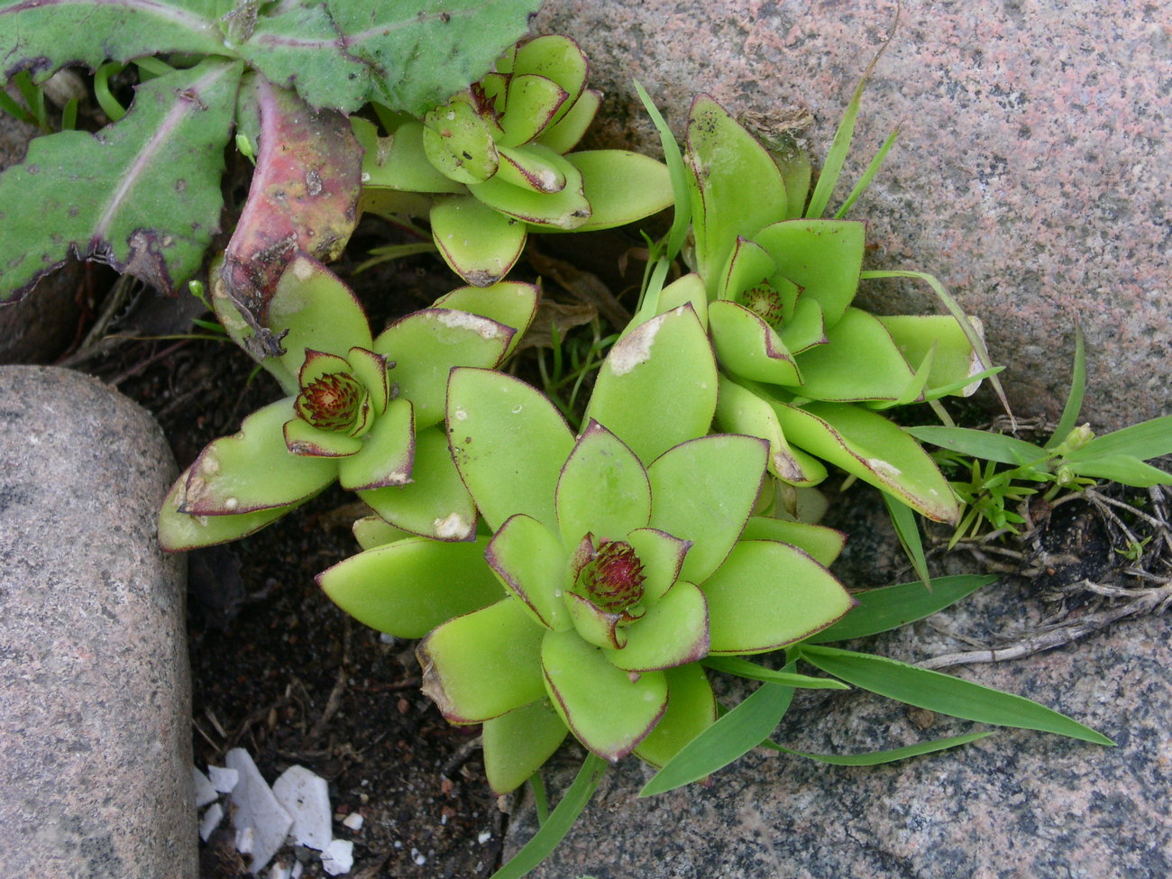 Image of Orostachys maximowiczii specimen.