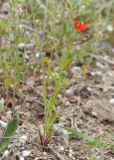 Adonis flammea. Цветущее растение. Крым, городской округ Феодосия, окр. пос. Орджоникидзе, северный склон горы Батон, остепнённый луг. 02.05.2021.