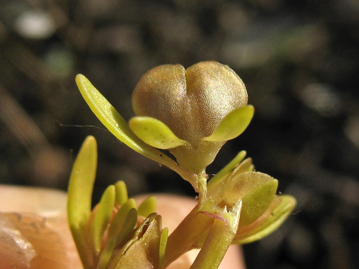 Image of Veronica peregrina specimen.