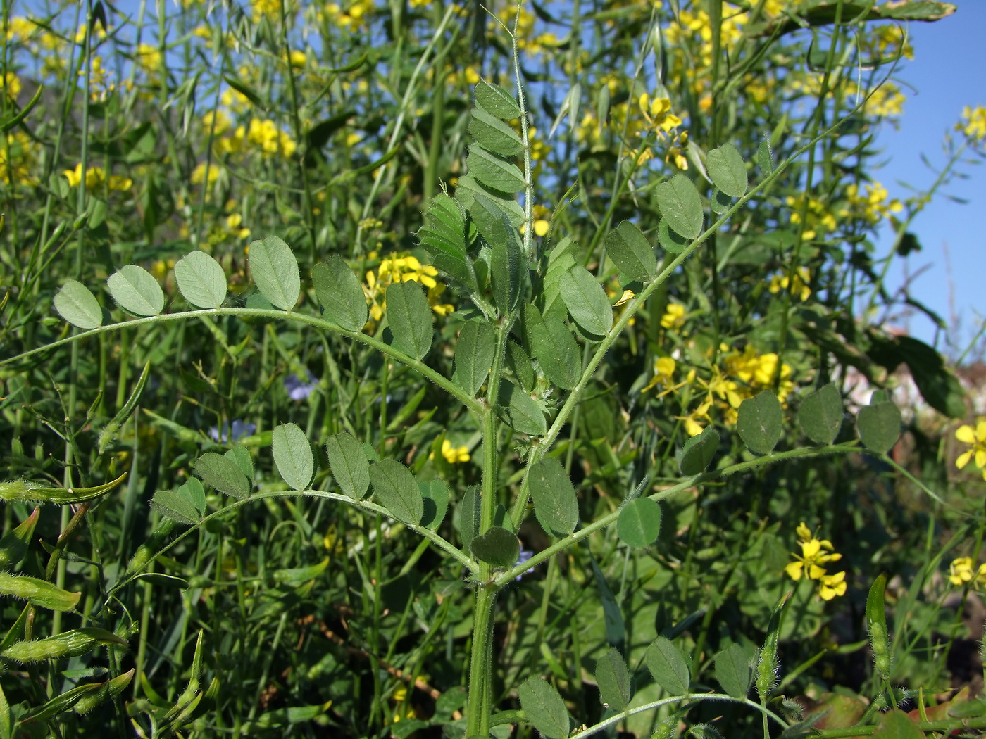 Изображение особи Vicia sativa.