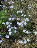 род Myosotis