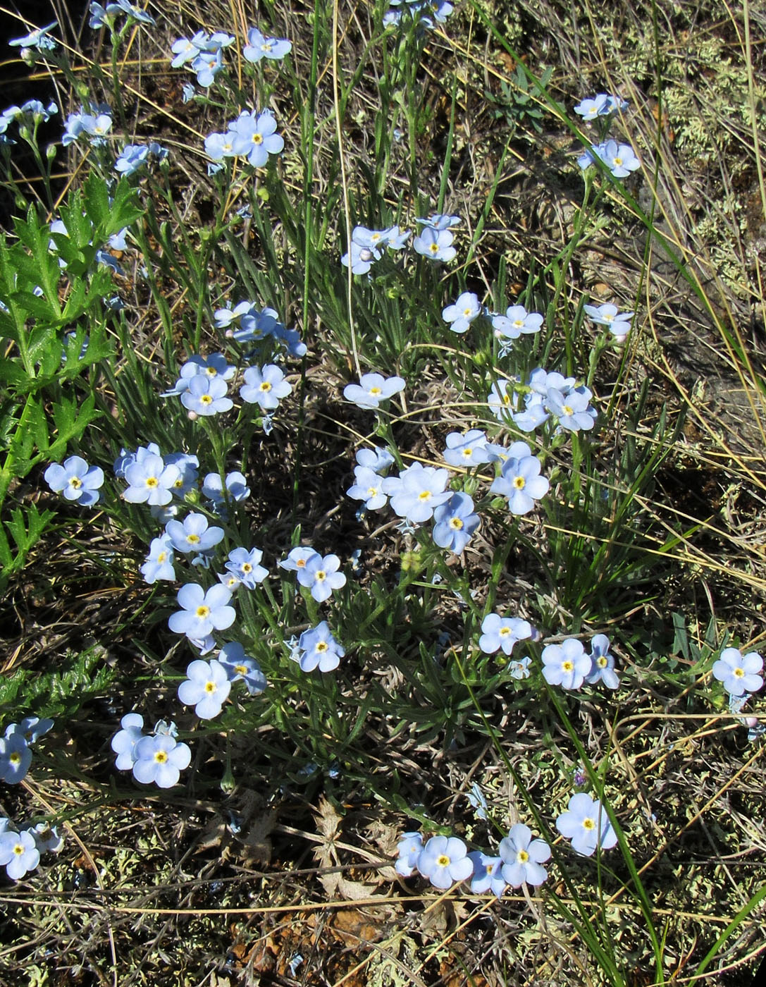 Изображение особи род Myosotis.