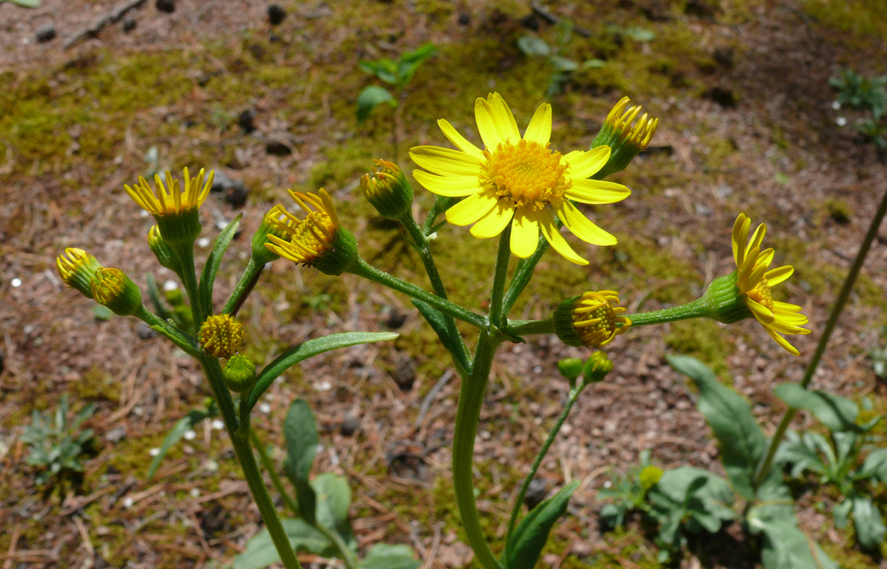 Image of genus Tephroseris specimen.