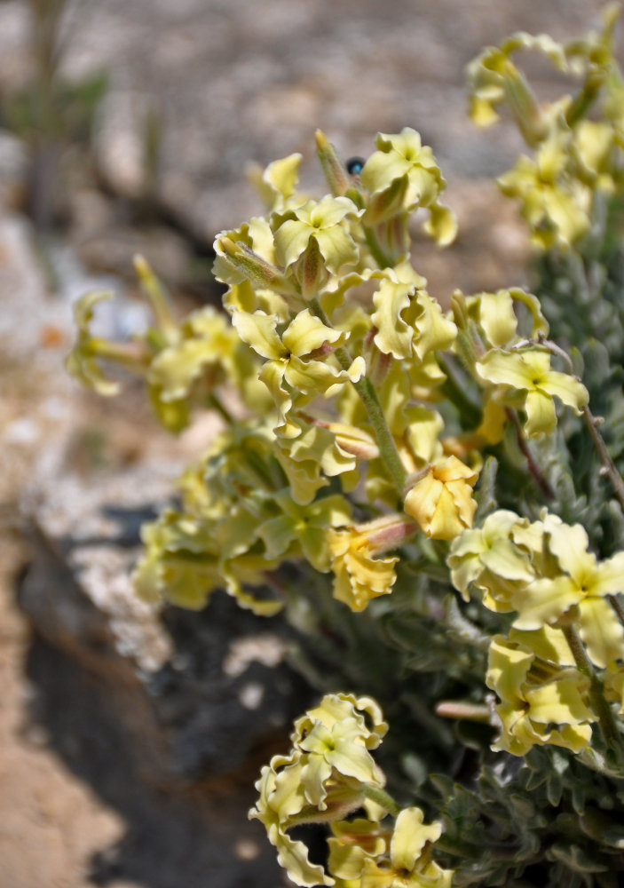 Image of Matthiola odoratissima specimen.