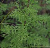 Achillea nobilis