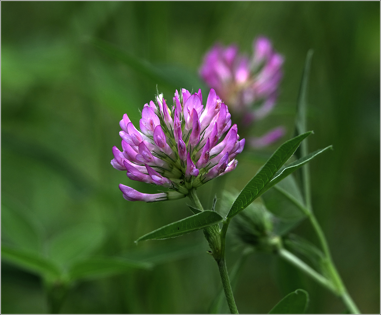 Изображение особи Trifolium medium.