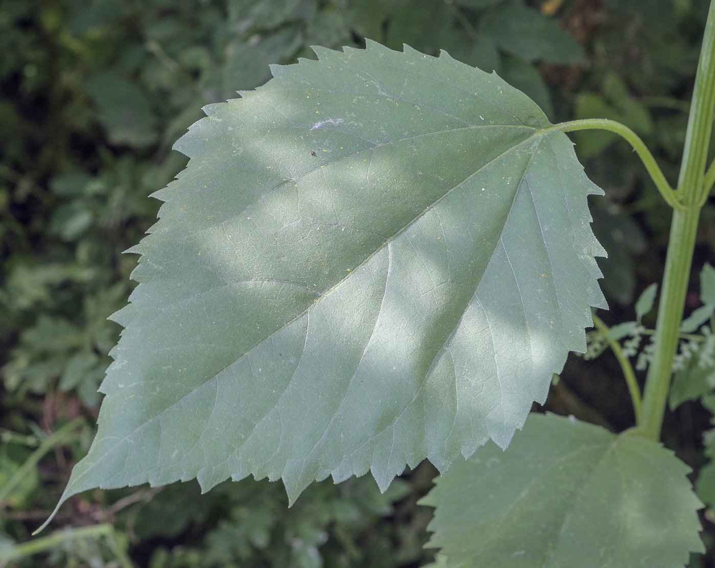 Image of Cyclachaena xanthiifolia specimen.
